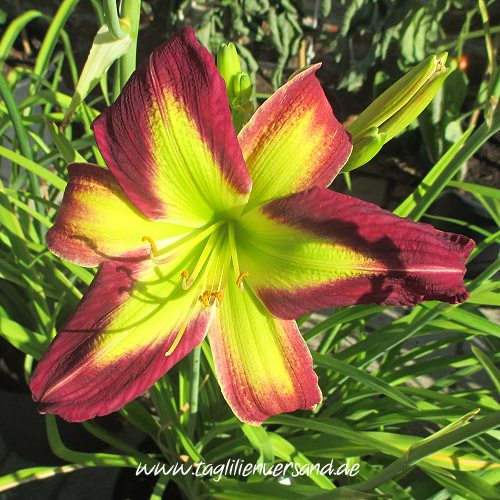 Foto der Tagliliensorte Phill Warbasse